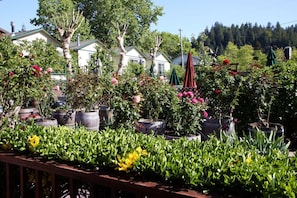 Ein Garten mit verschiedenen Blumentöpfen und Blumen, umgeben von Häusern.