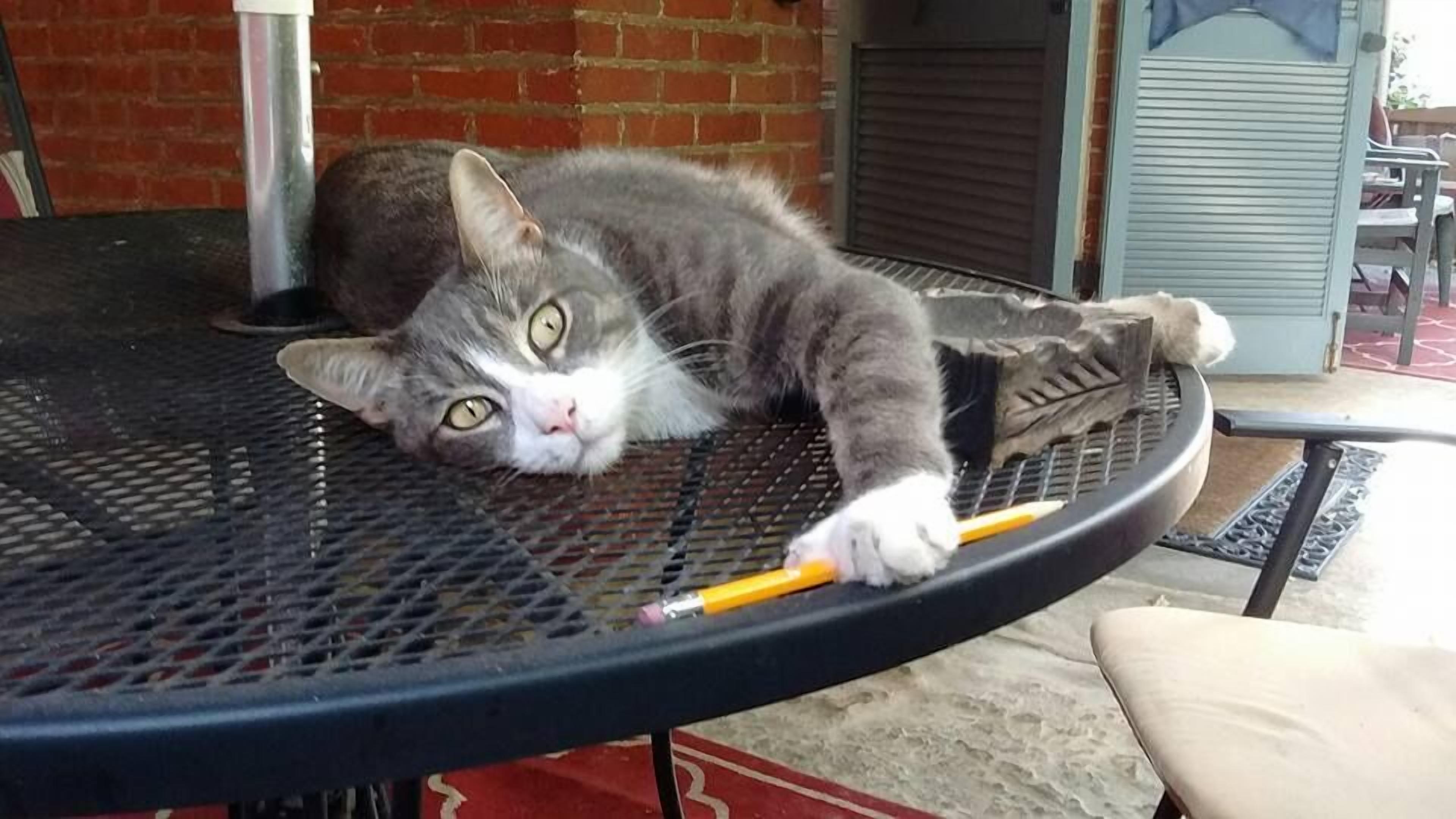 A cat lying on a round table with a pencil and a hammer nearby.