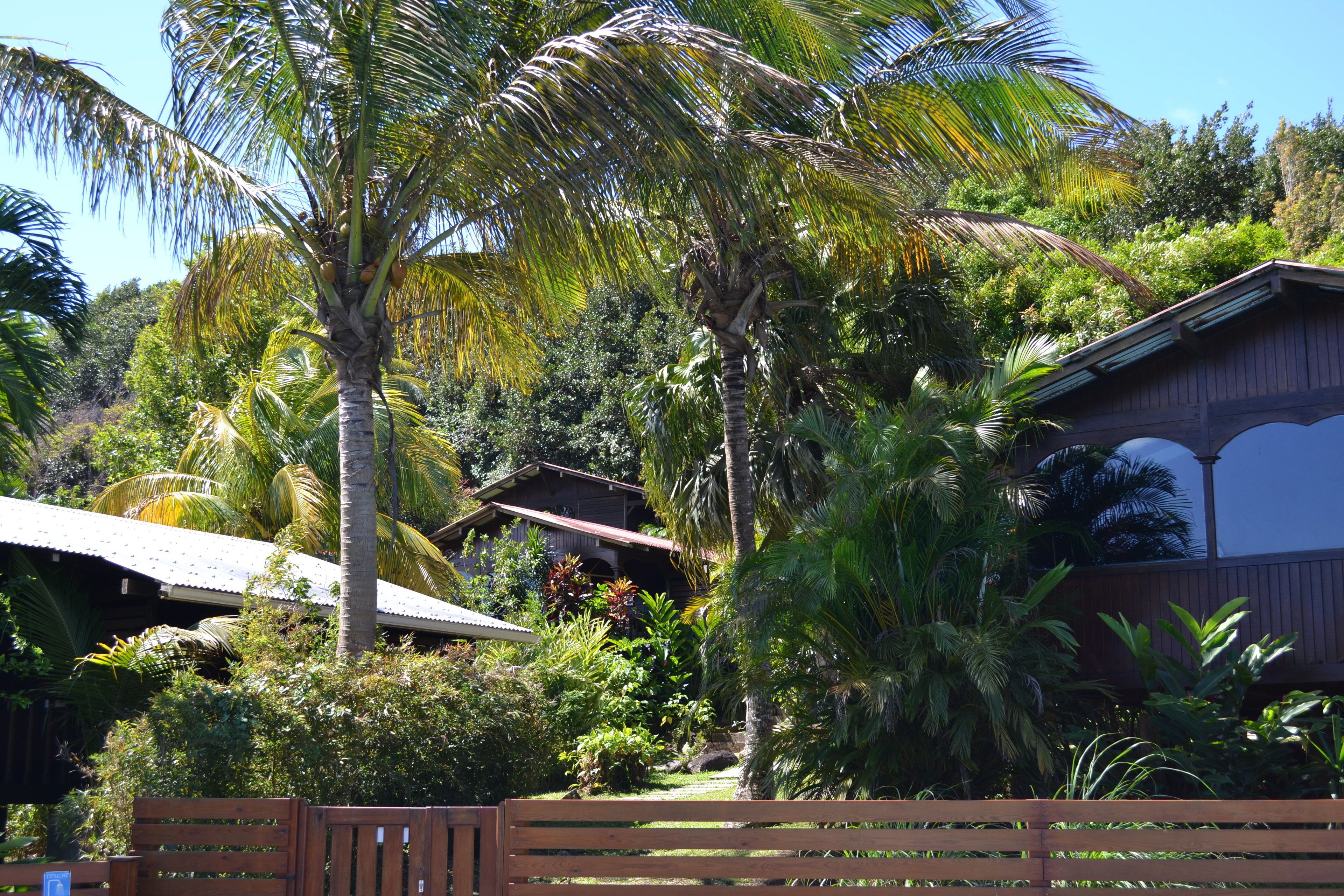 A tropical garden with palm trees and a wooden house with a metal roof.