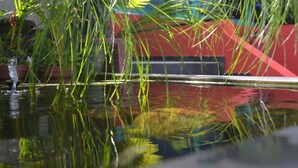 A pond with water plants and a red wall in the background. - Piton Bungalows Ecolodges (Deshaies)