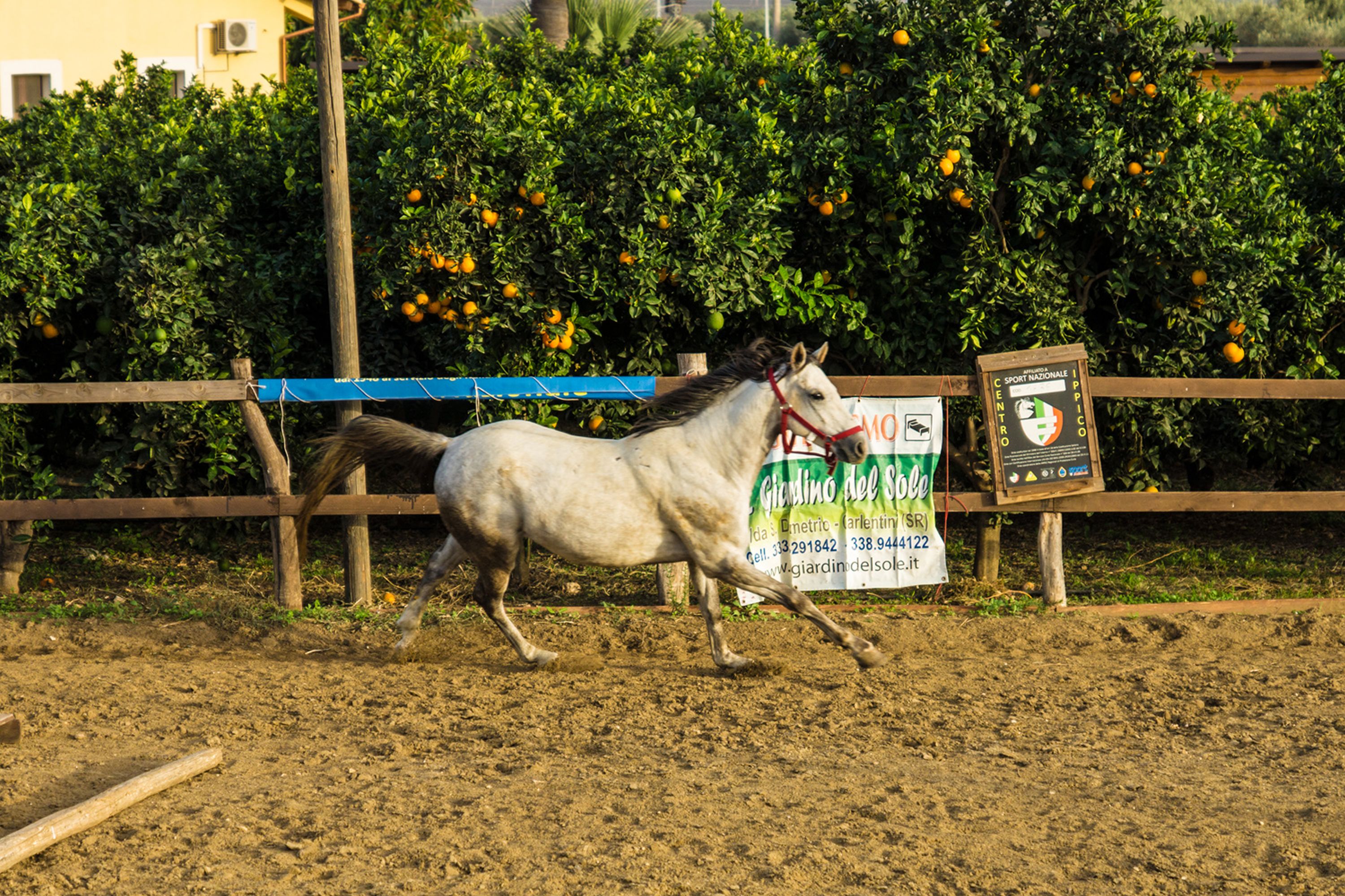 A horse running in an outdoor arena with a signboard in the background.