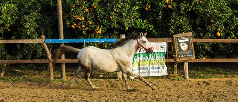 Un caballo corriendo en una arena al aire libre, con un cartel anunciador al fondo.