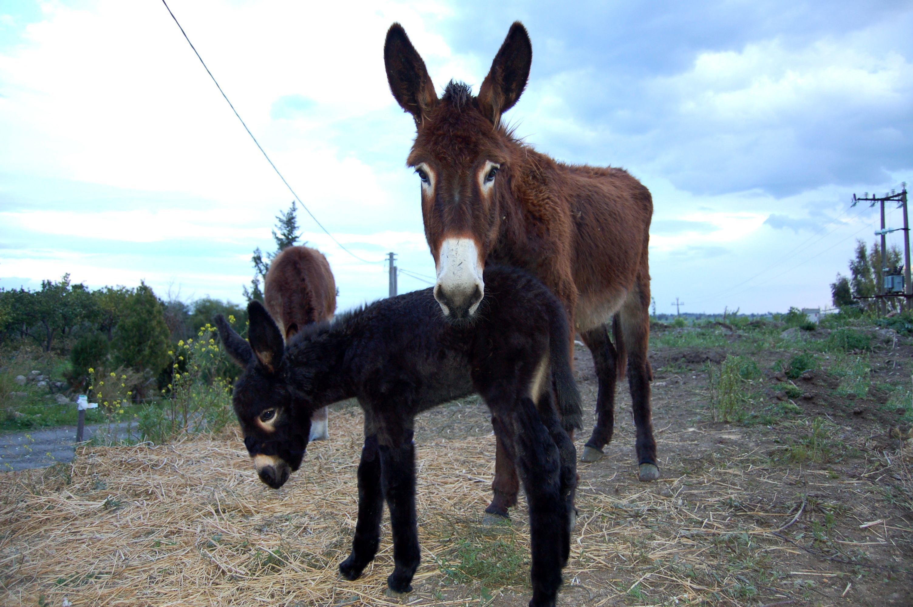 Photo - Il Giardino Del Sole