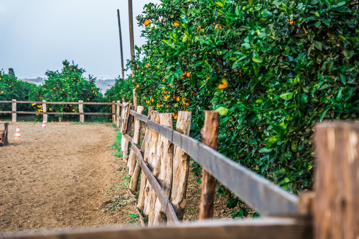 Photo - Il Giardino Del Sole