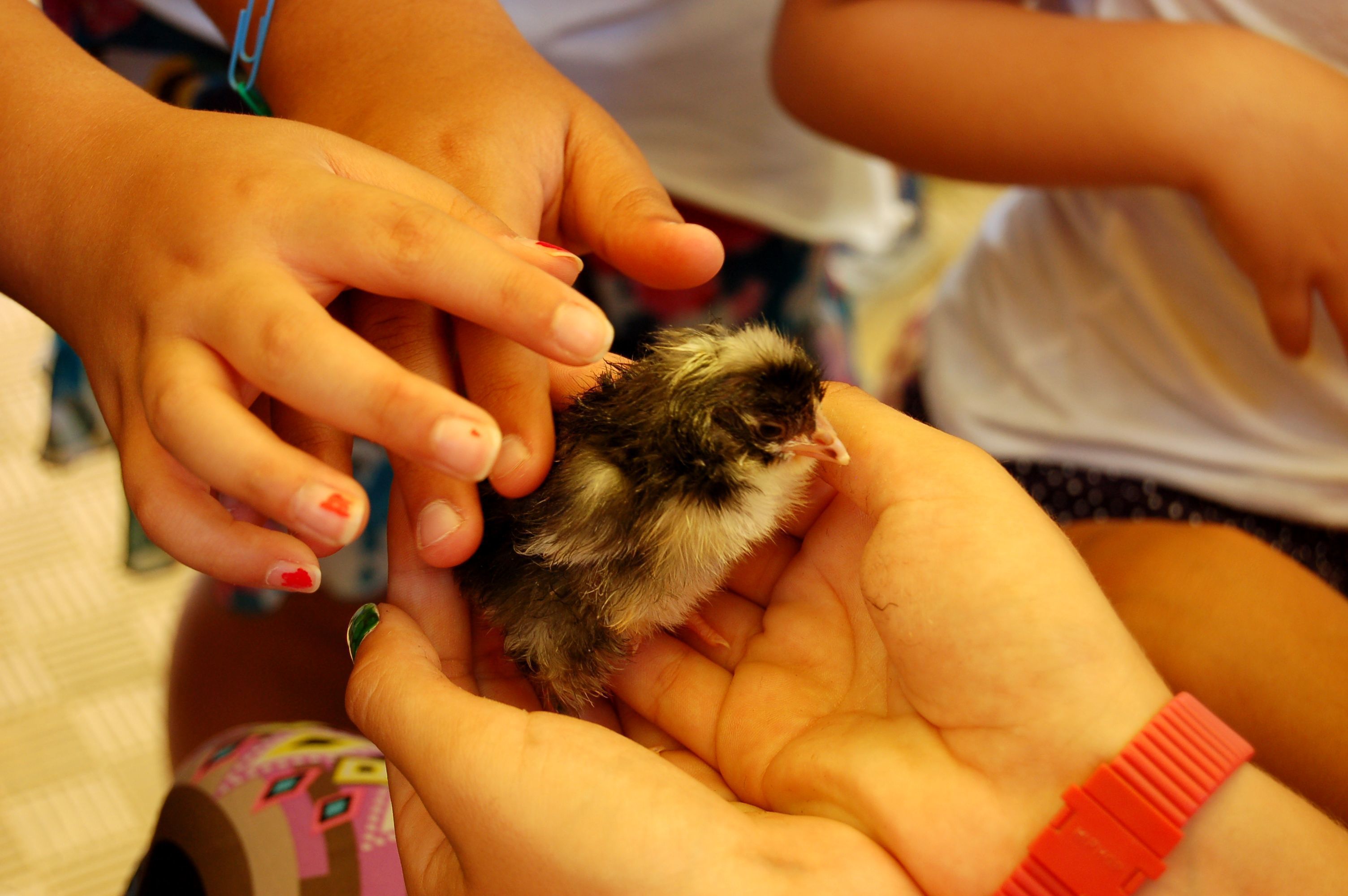 Photo - Il Giardino Del Sole