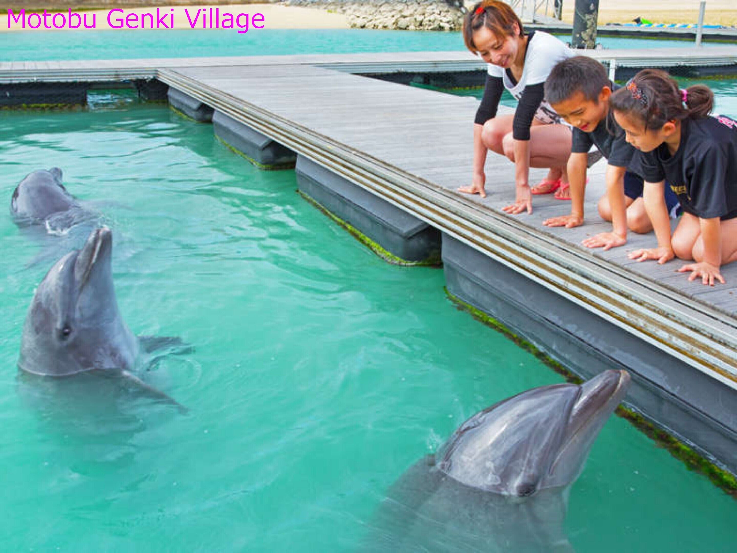 A dolphin pool with a viewing platform where visitors can interact with dolphins.