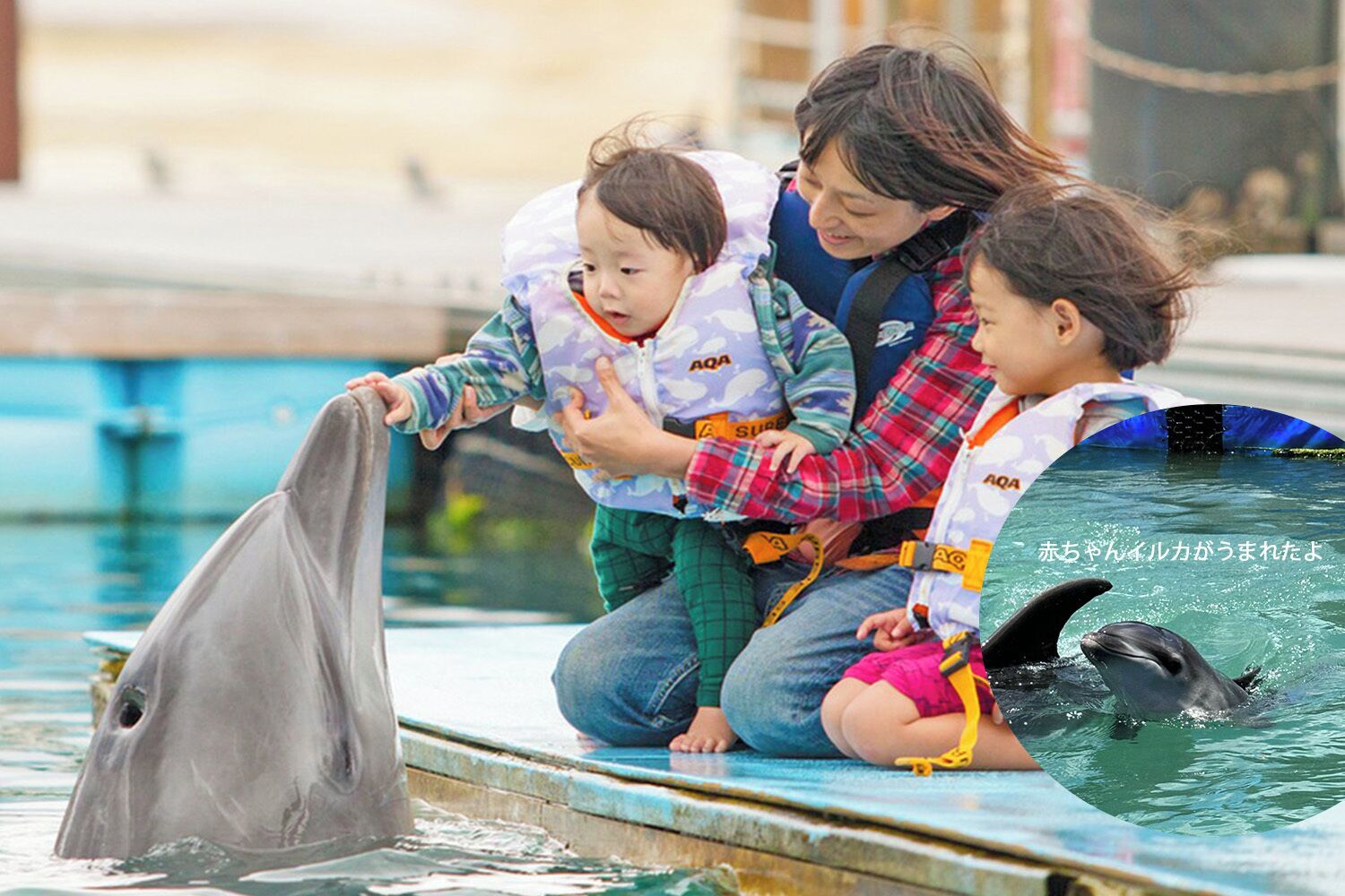 A dolphin interacting with people in a pool.