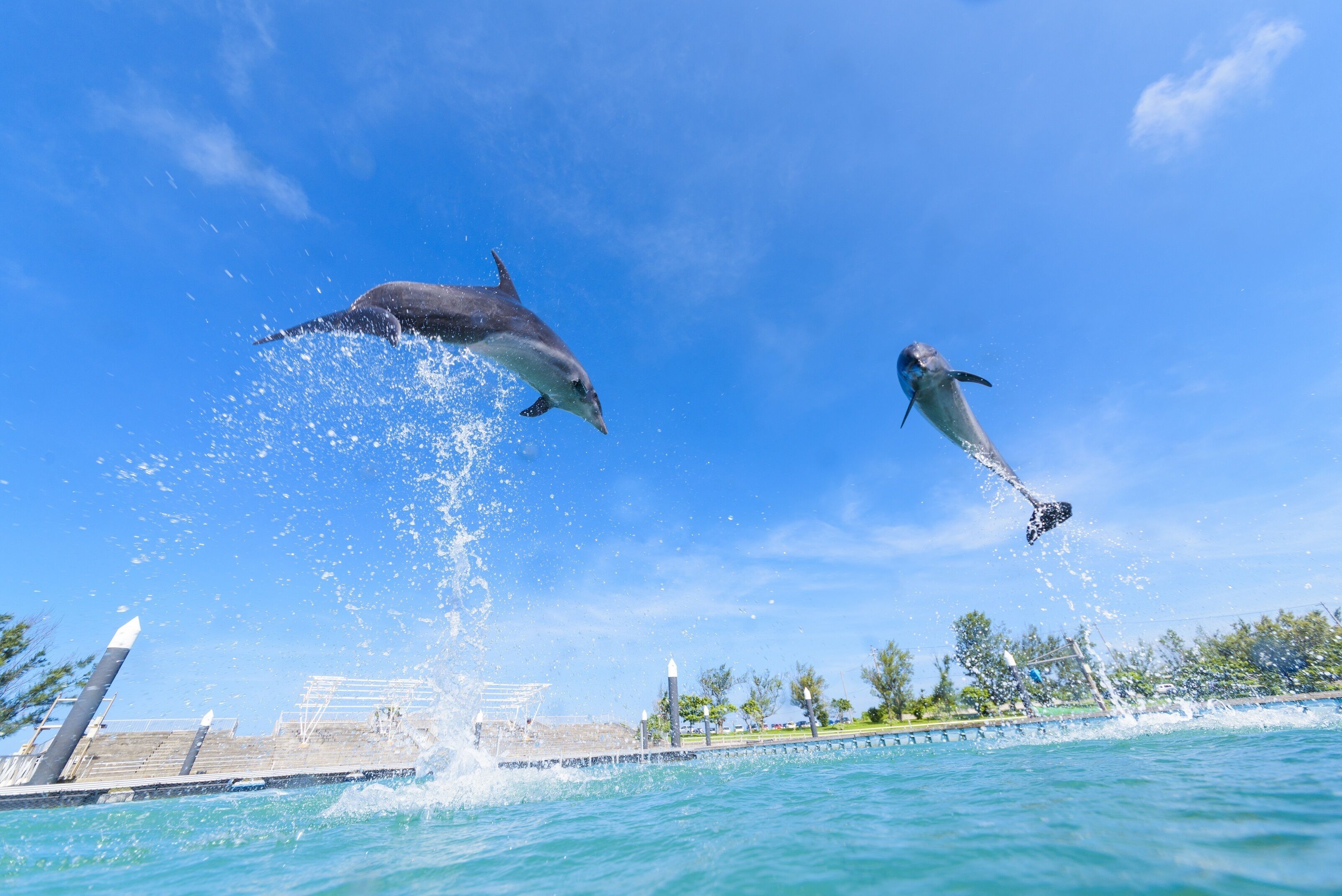Des dauphins bondissant hors de l’eau sous un ciel bleu clair.