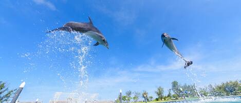 Des dauphins bondissant hors de l’eau sous un ciel bleu clair.