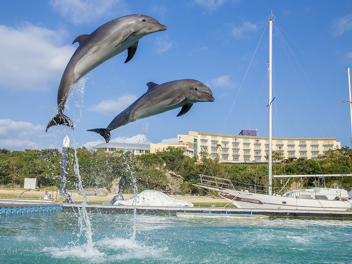 Dos delfines saltan de una piscina, con un hotel y un puerto deportivo al fondo.