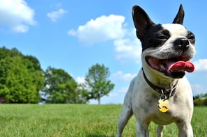 A dog in a grassy field with trees and a clear sky in the background.