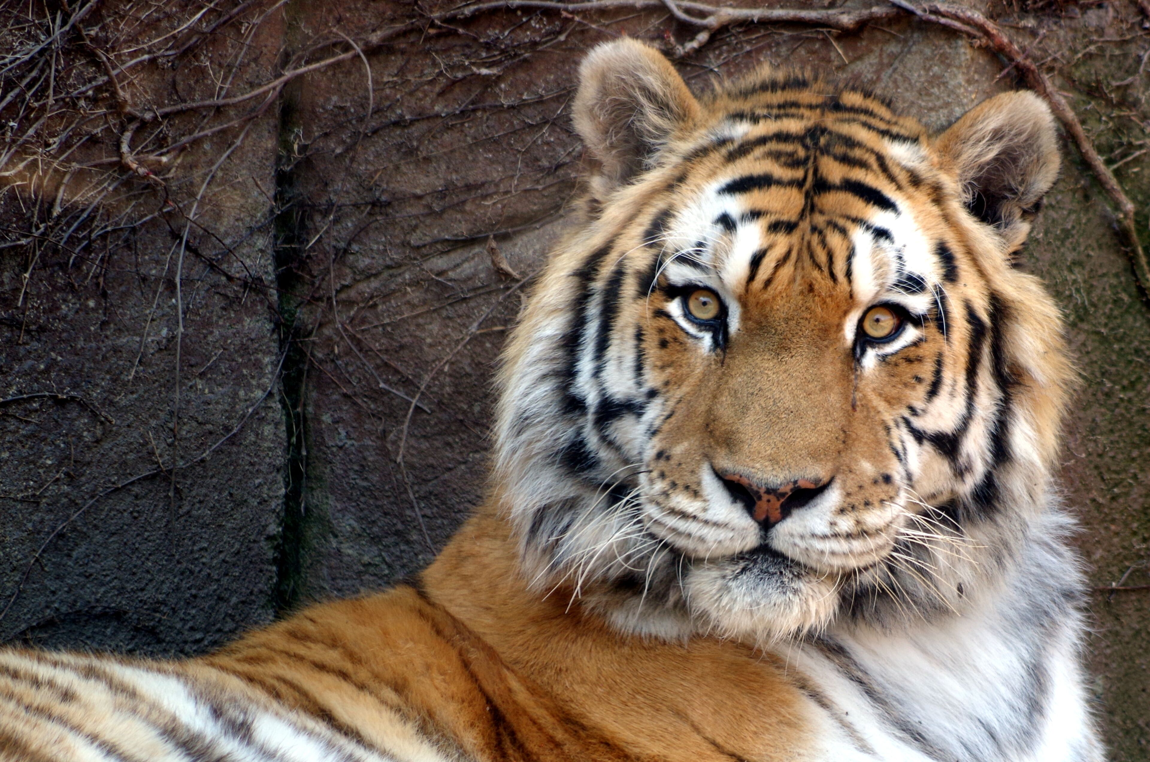 A tiger with a striped coat and a calm expression, set against a rocky background.