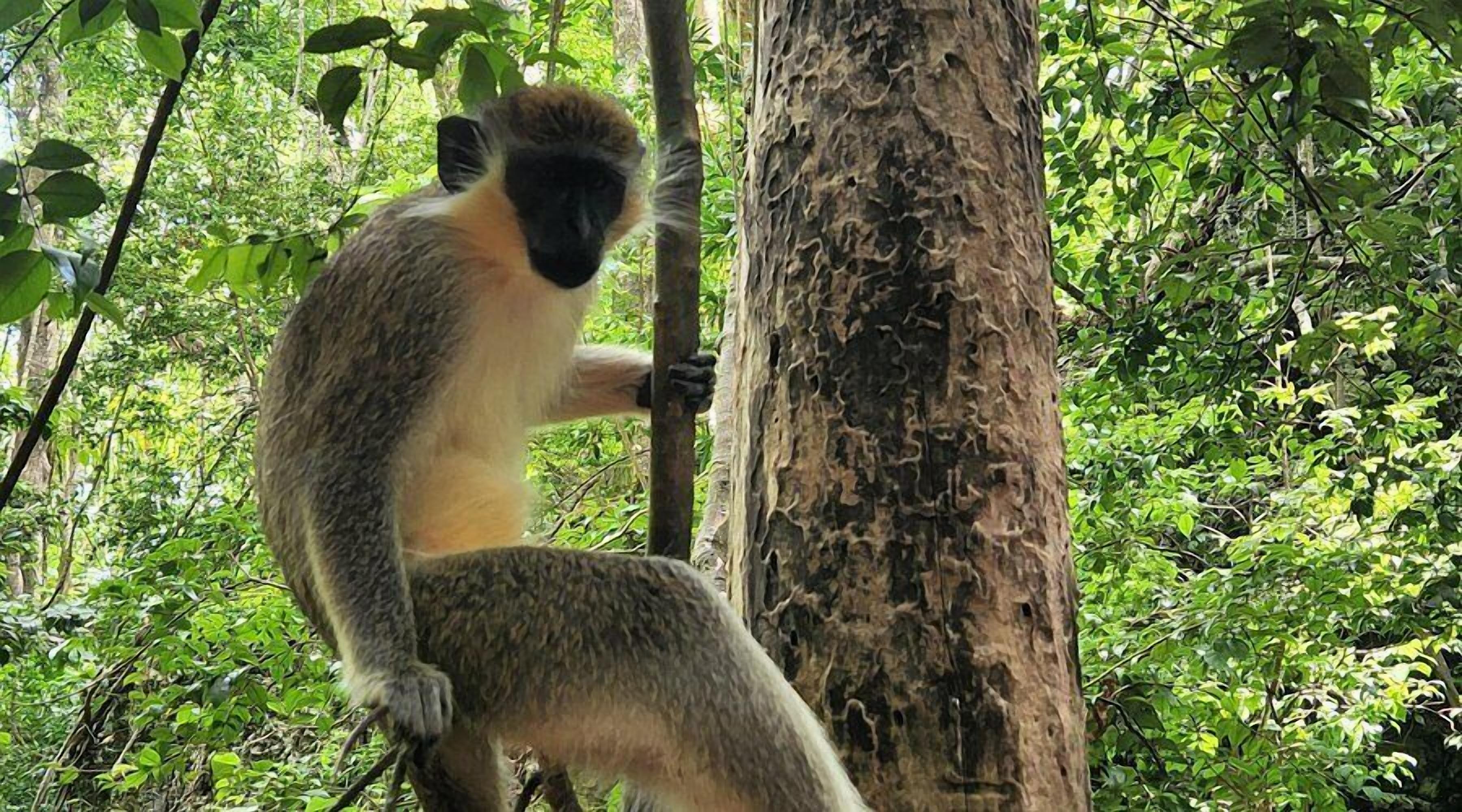 Um macaco agarrado ao tronco de uma árvore em uma área arborizada.