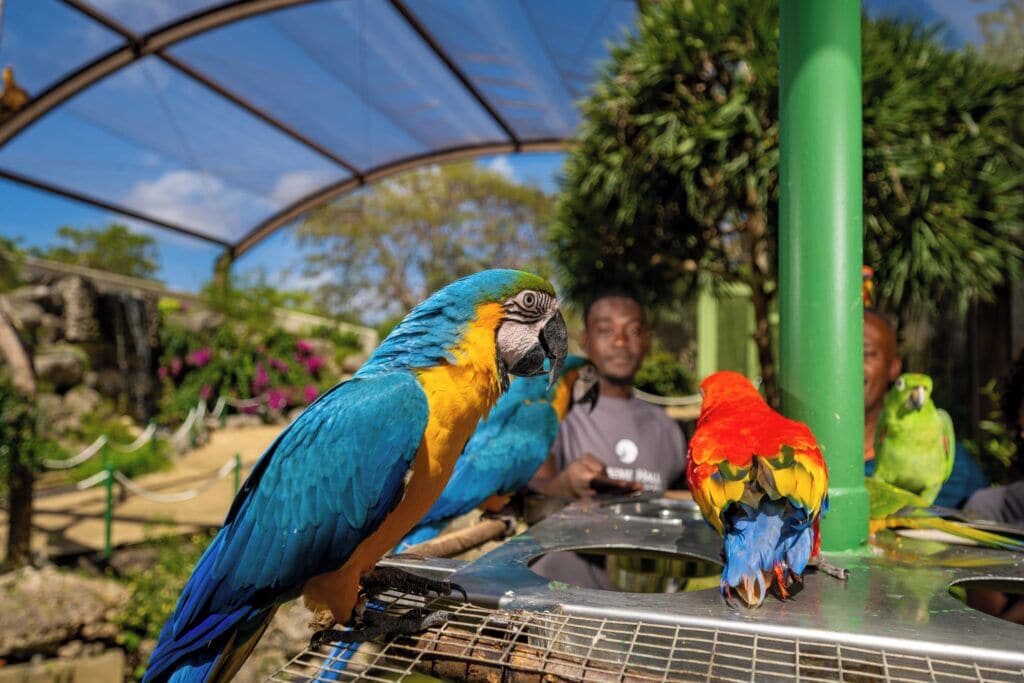 A birdcage with a parrot, a green post, and a person in the background.