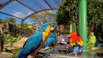 A birdcage with a parrot, a green post, and a person in the background.