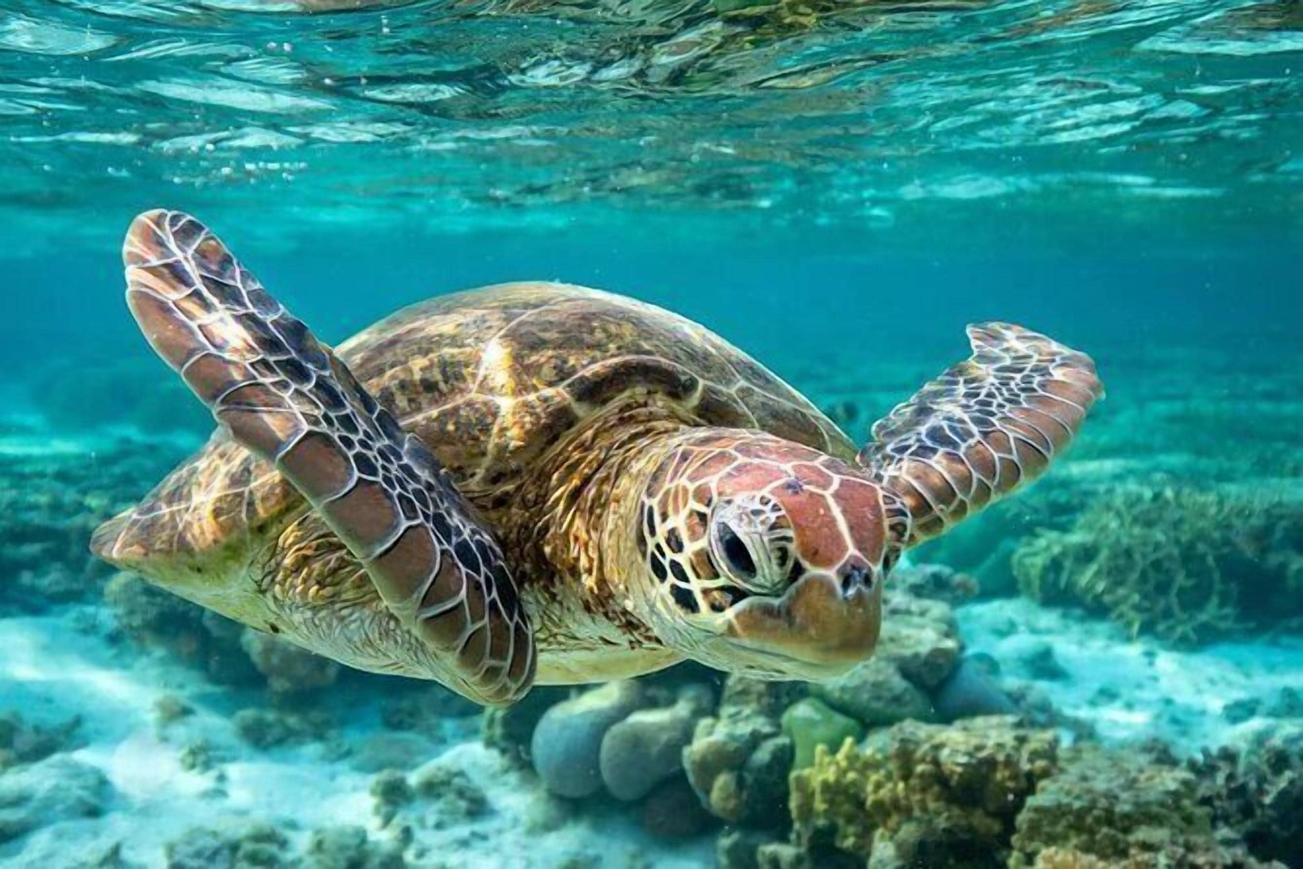 Een zeeschildpad zwemt onder water.