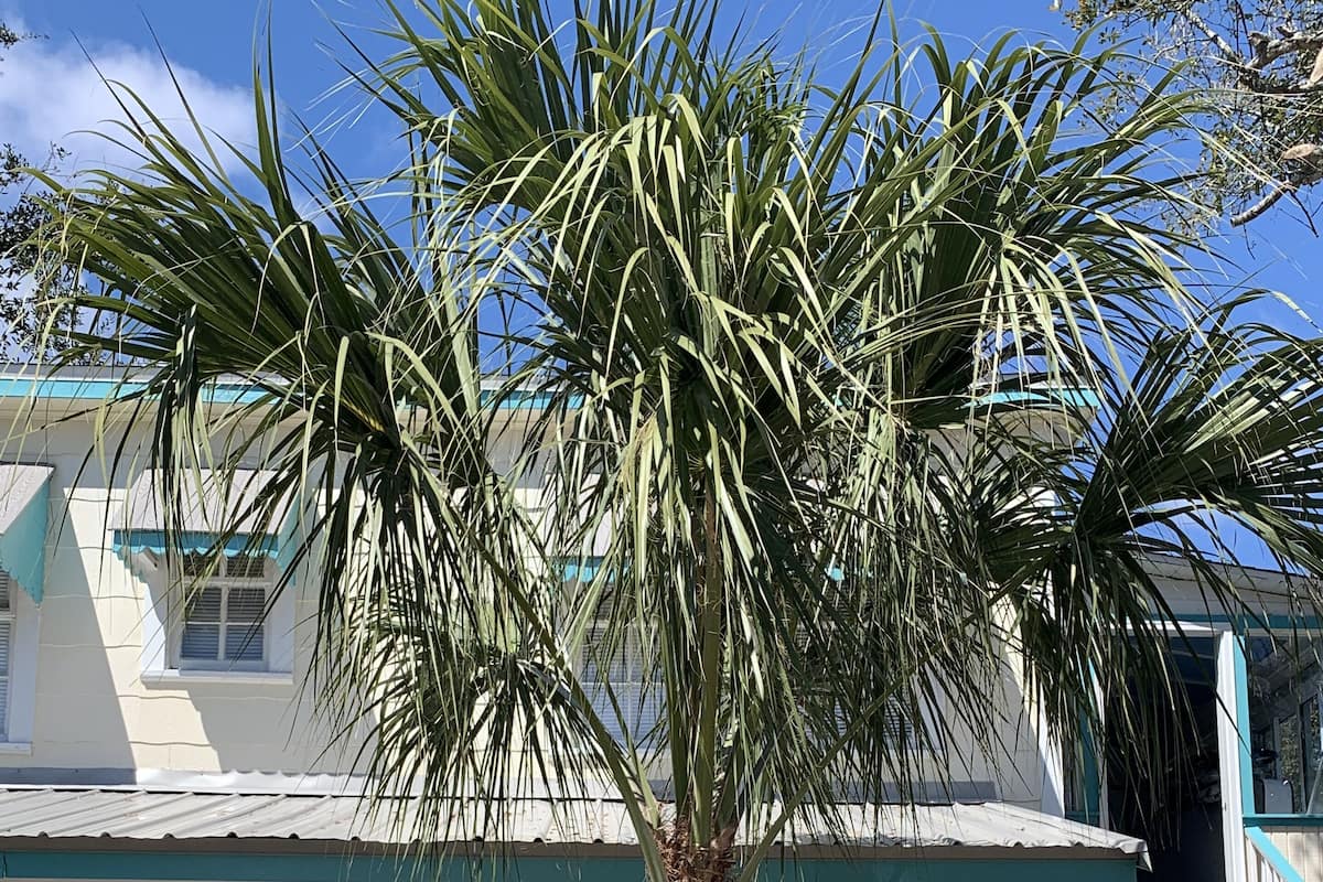 A two-story building with a white exterior and teal accents, a palm tree in front, and a staircase to the right.