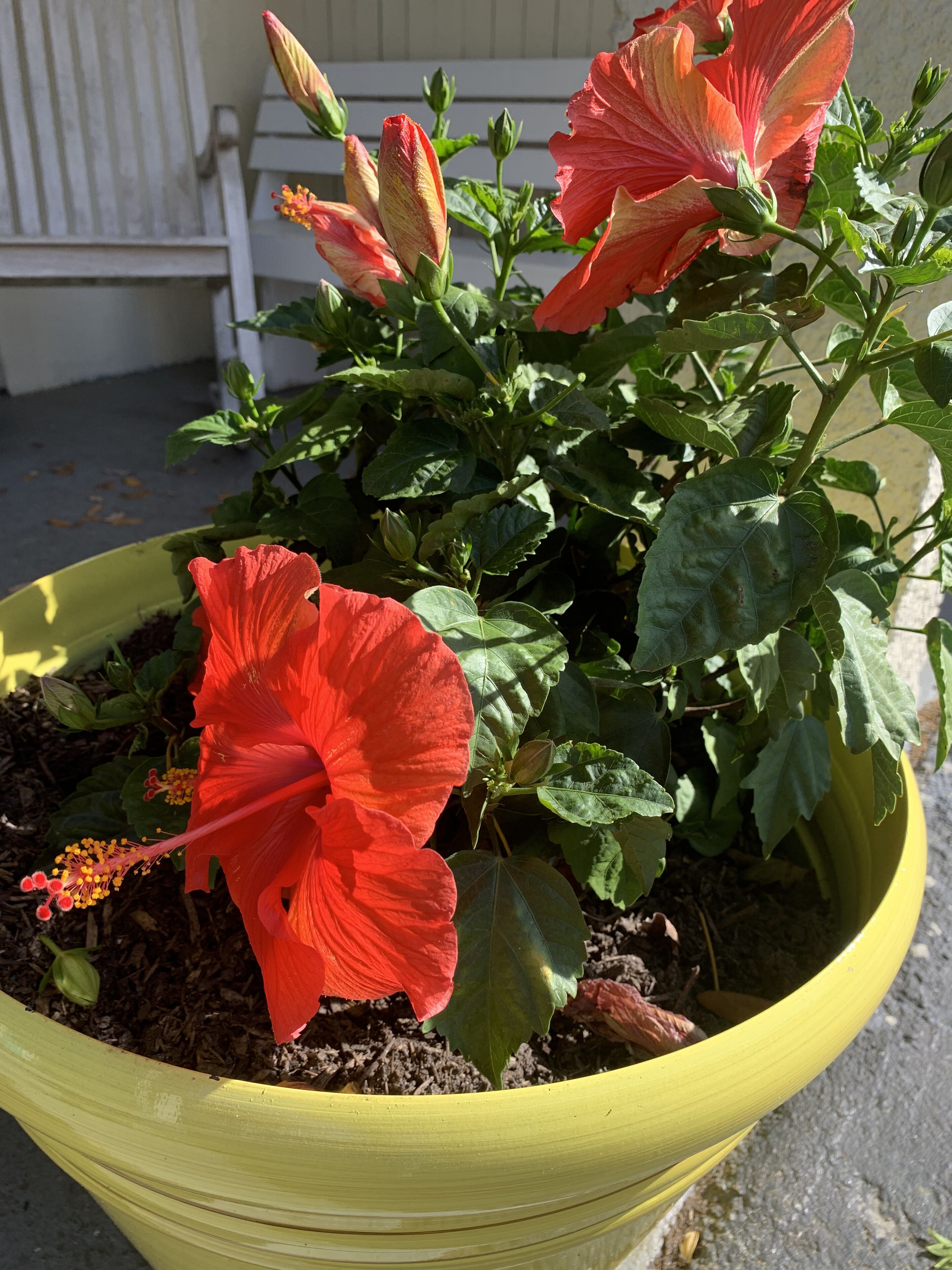 A potted plant with red flowers and green leaves in a yellow pot.