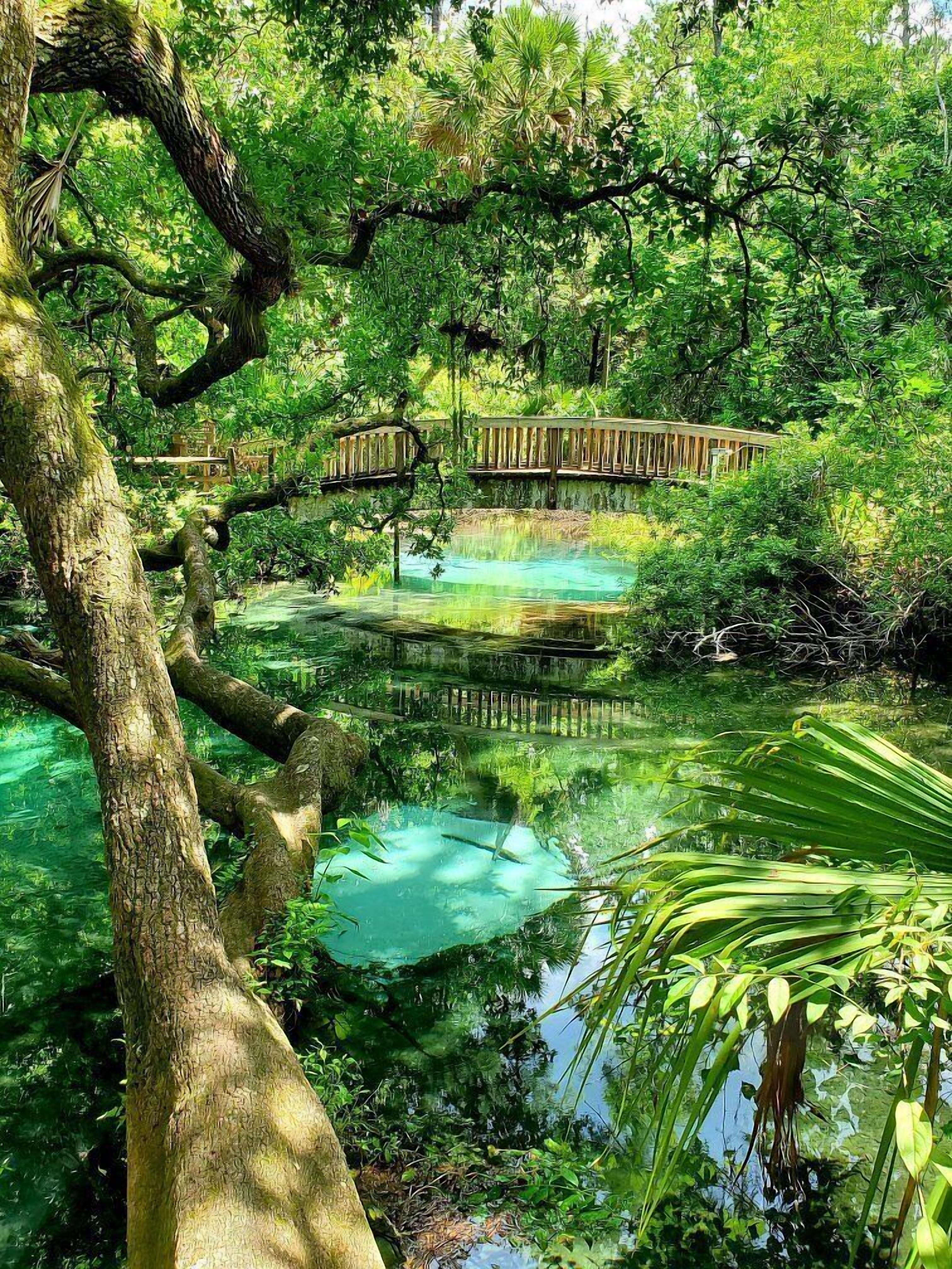 A natural setting with a wooden bridge over a clear water body surrounded by dense greenery.