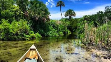 A canoe on a clear waterway surrounded by dense greenery and a palm tree.