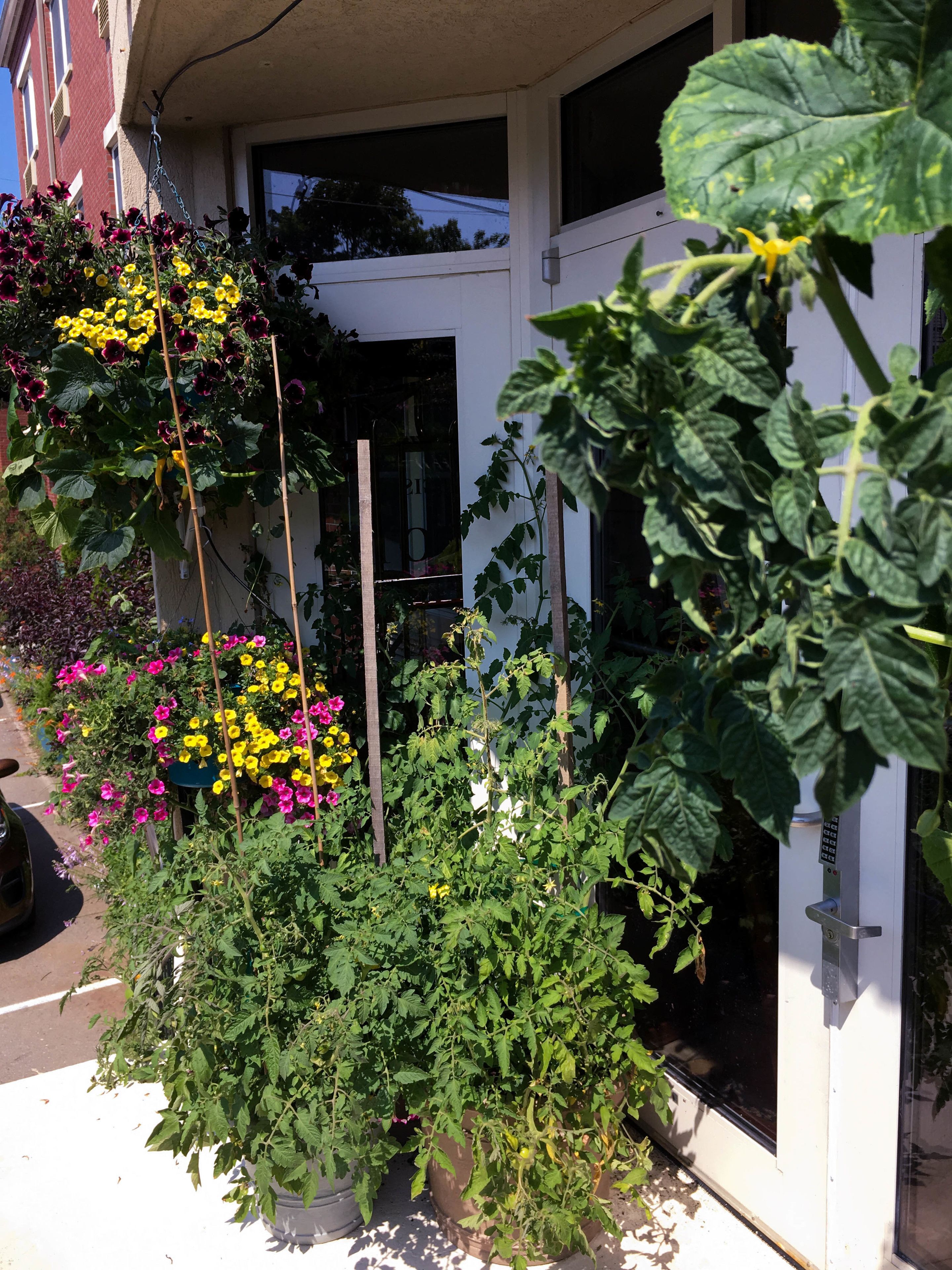 A garden with various plants and flowers, including yellow and pink blooms, and a white door in the background.