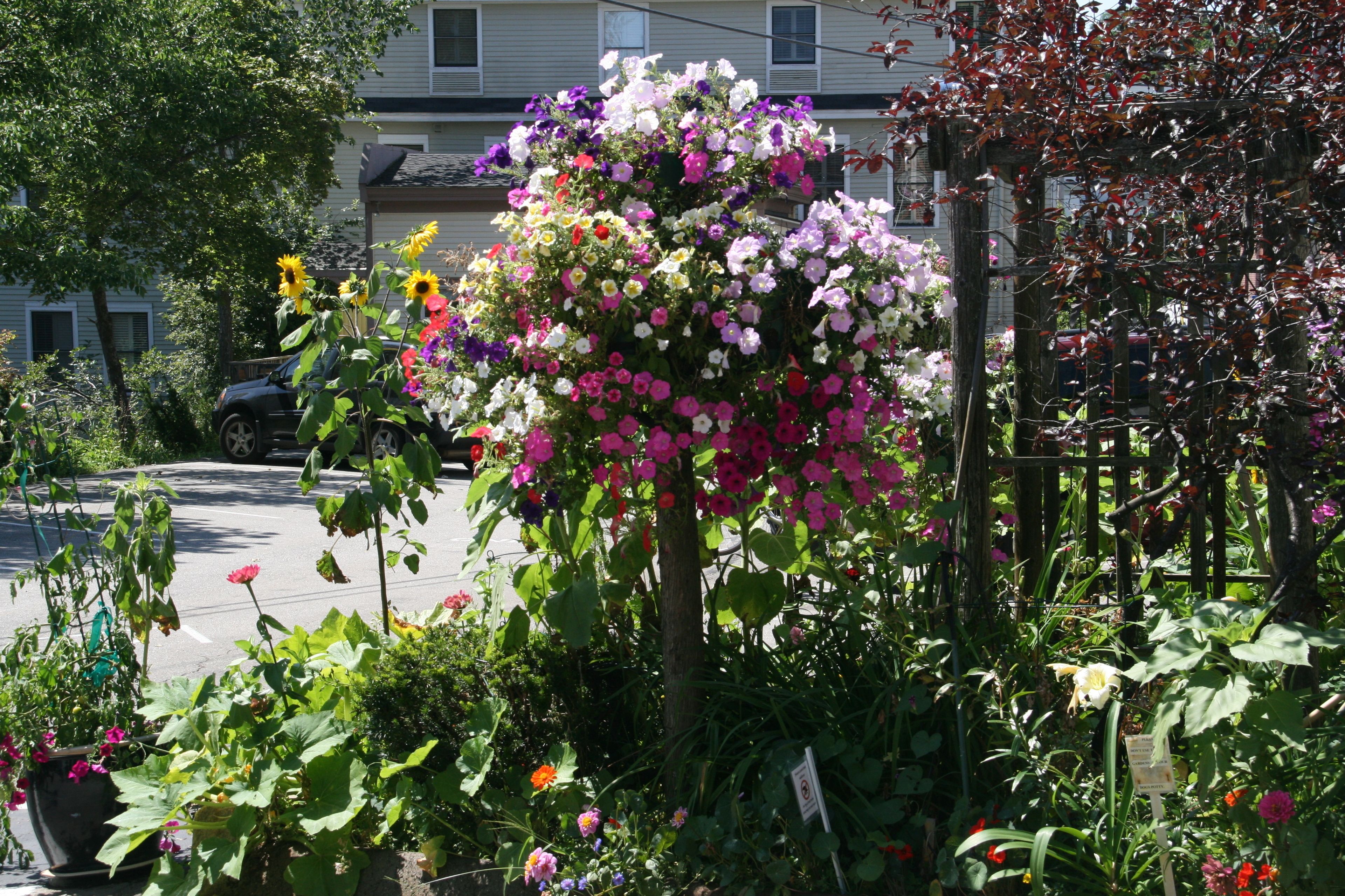 Un giardino con fiori e piante diverse, una recinzione di legno e un edificio sullo sfondo.