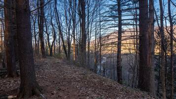 Ein von hohen Bäumen gesäumter Waldweg unter blauem Himmel.