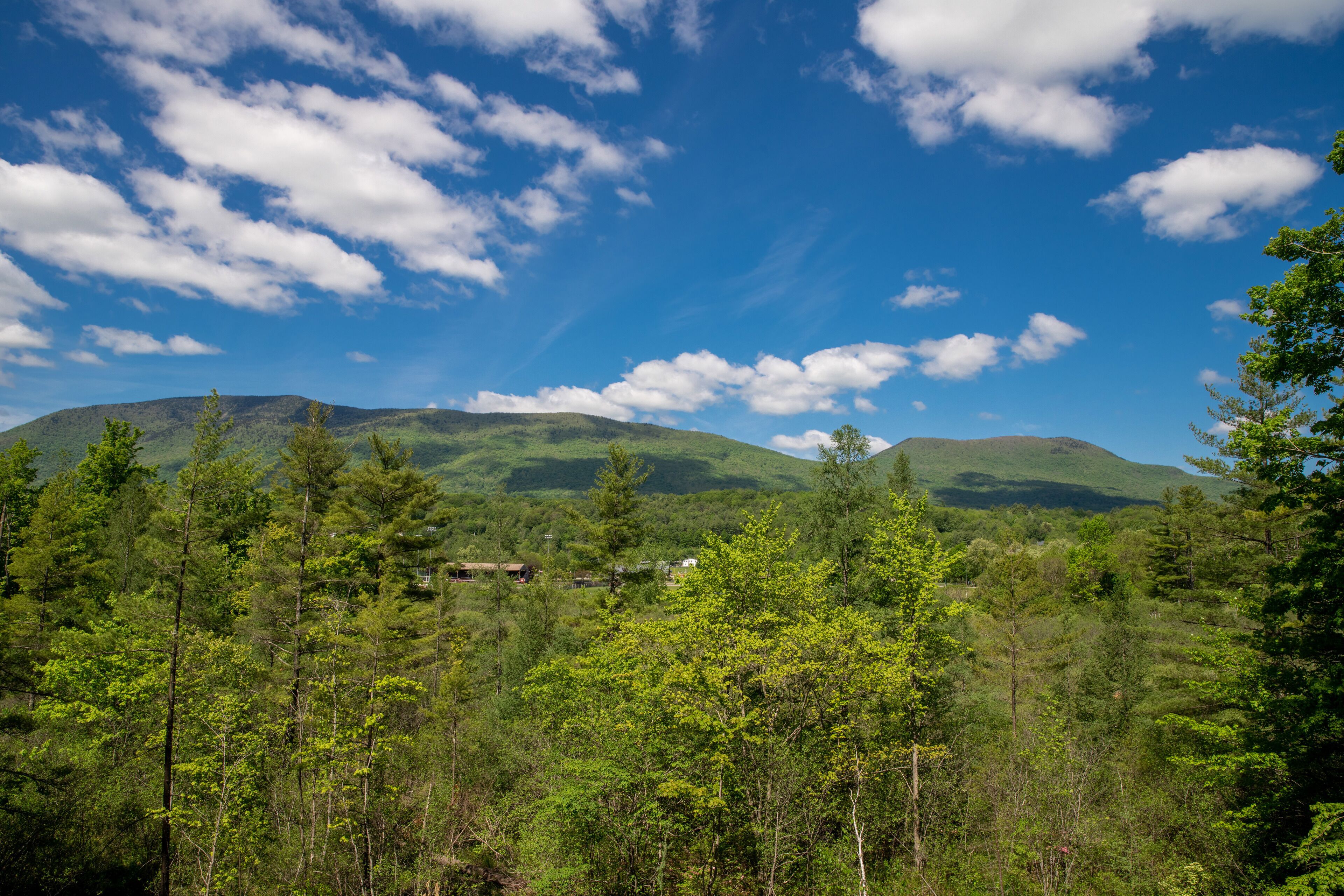 A forested landscape with mountains in the background and a clear sky.