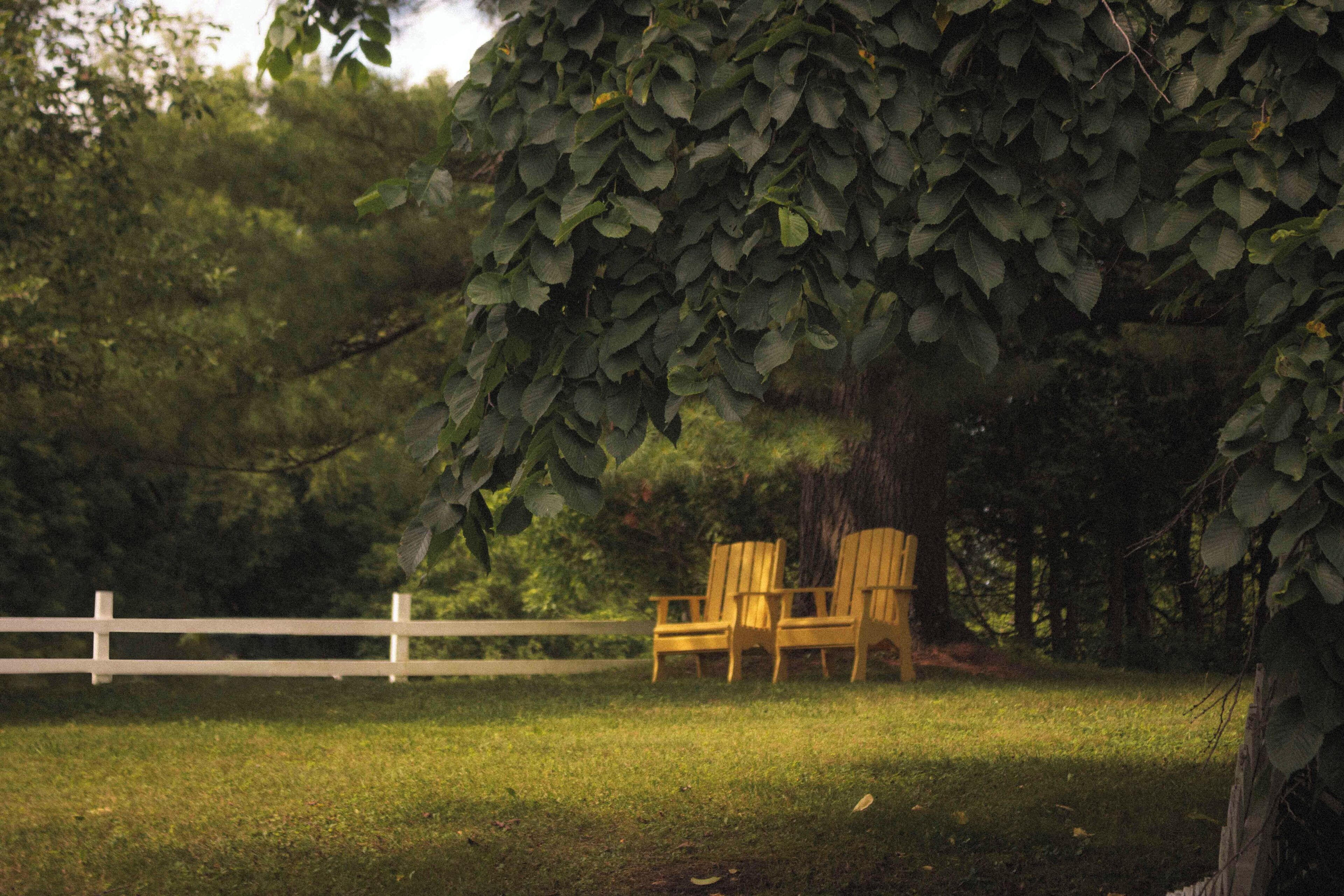 A grassy area with a white fence, two wooden chairs, and a tree with dense foliage.