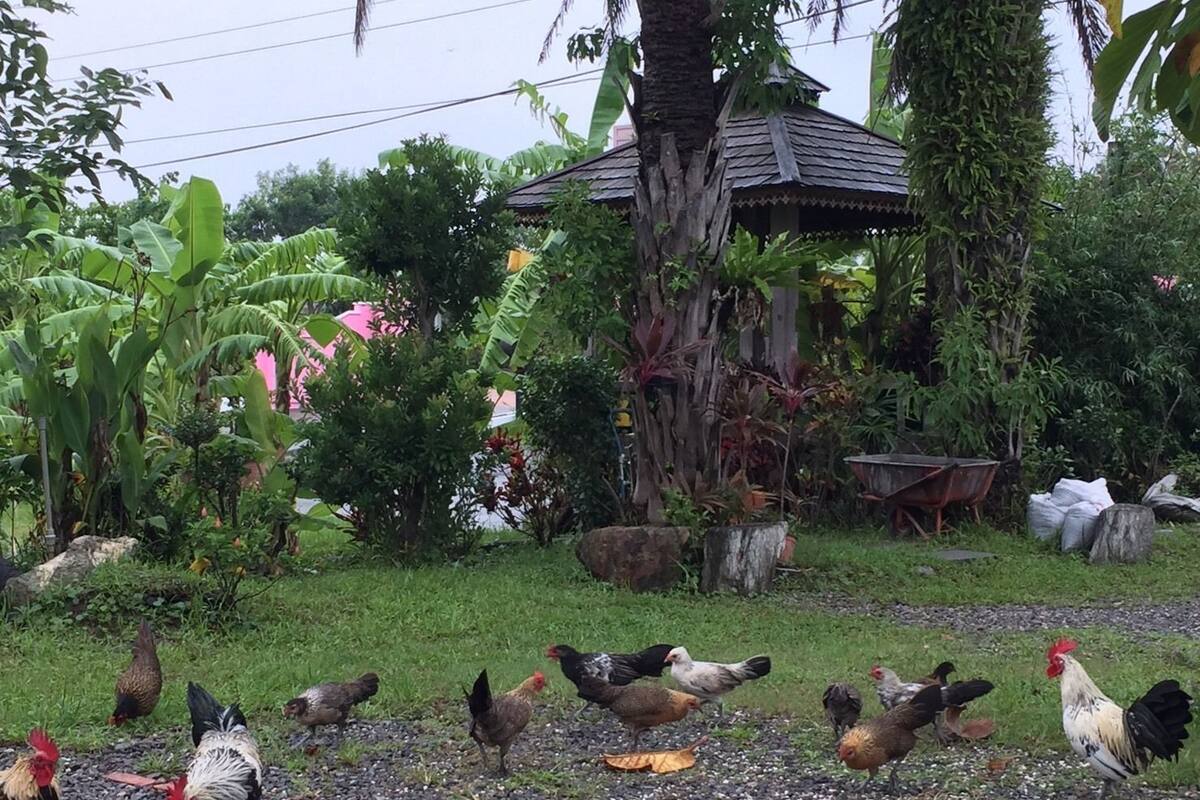 A rural setting with chickens and a gazebo surrounded by lush vegetation.