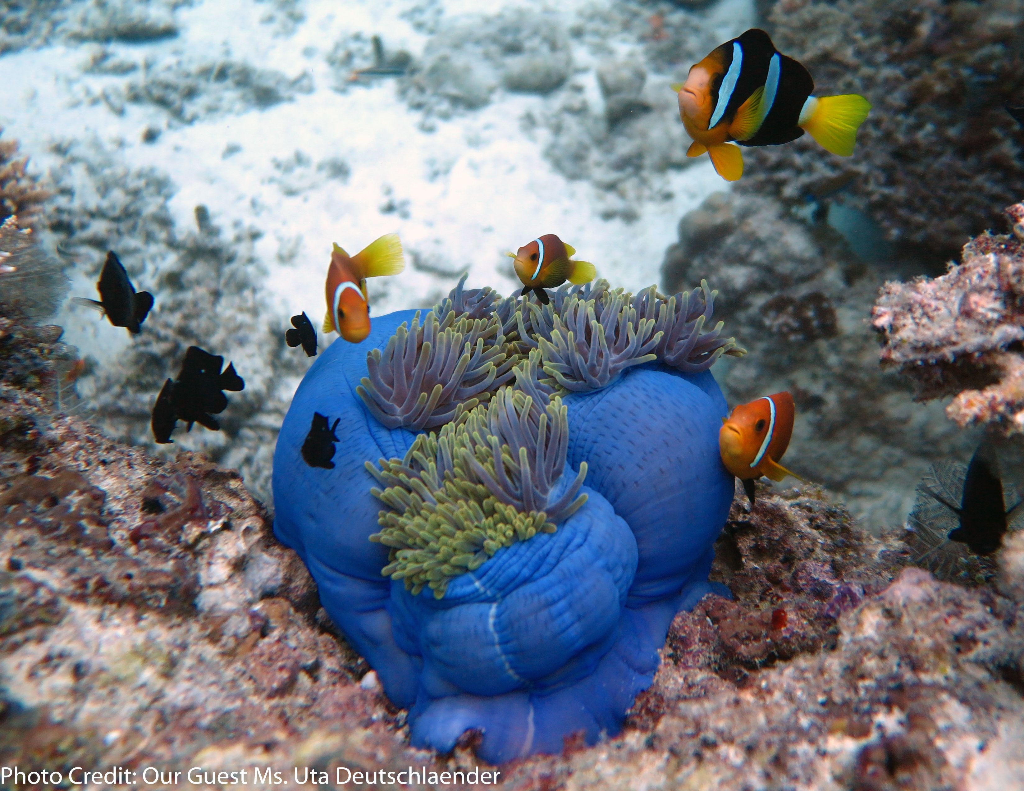 Foto - Boutique Beach All Inclusive Diving Hotel