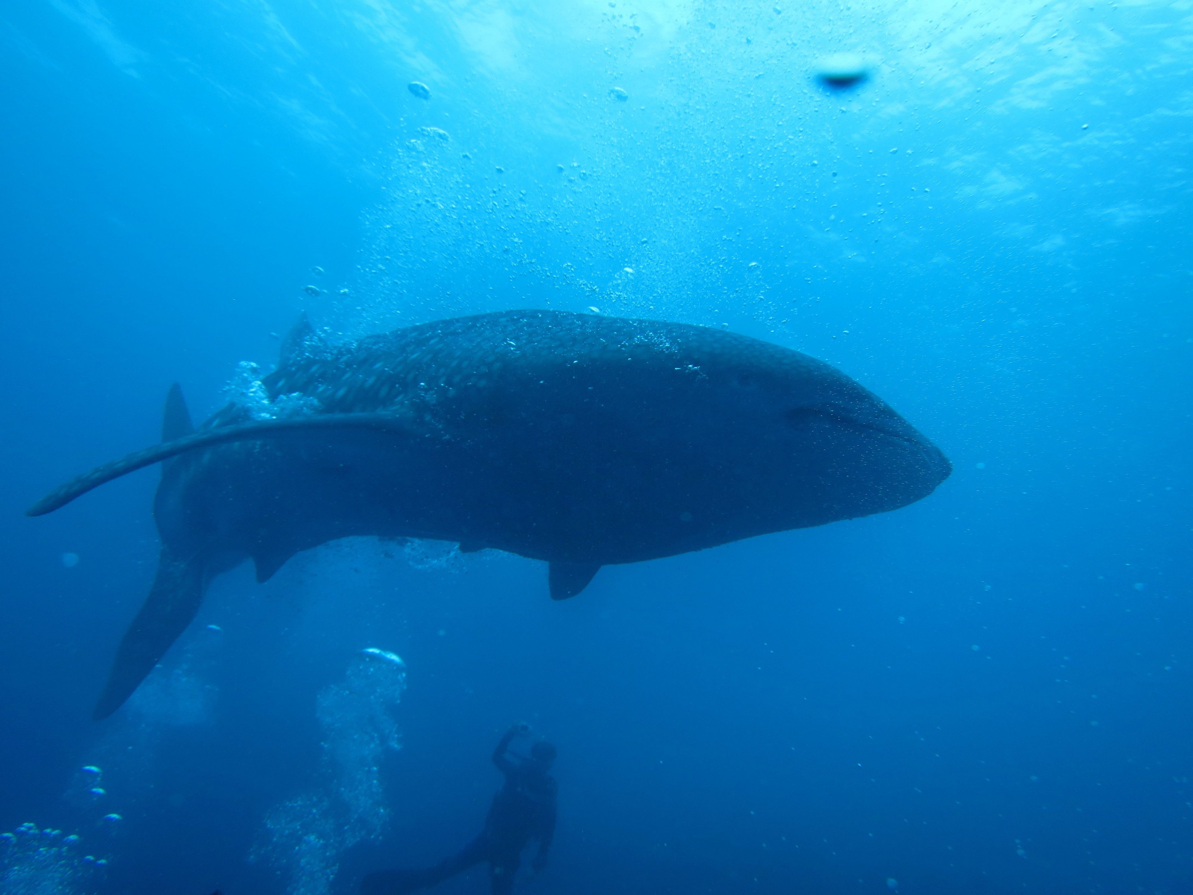 Foto - Boutique Beach All Inclusive Diving Hotel