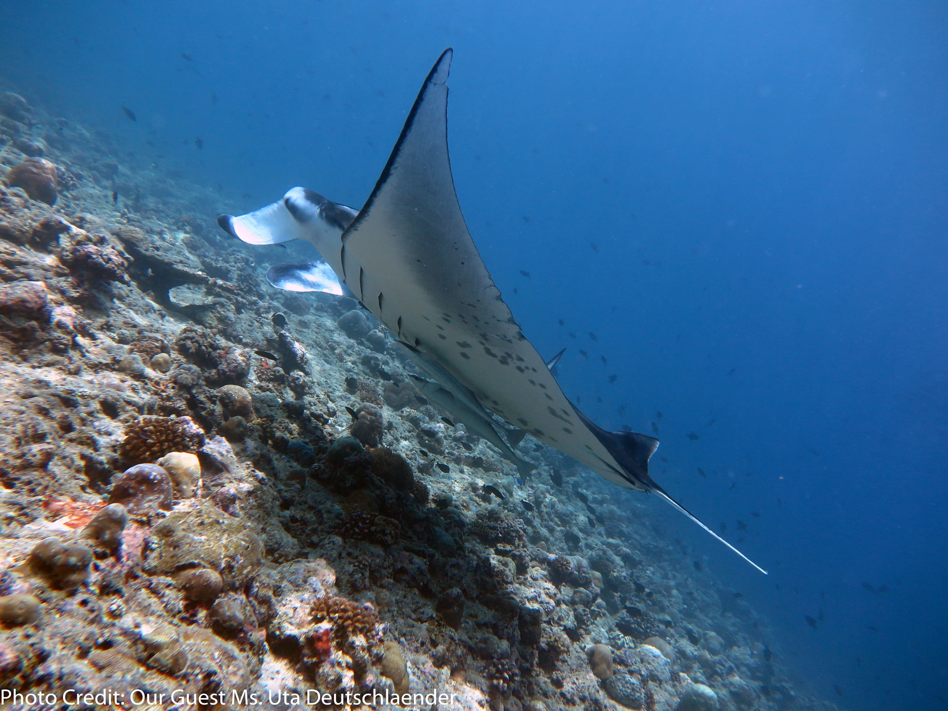 Foto - Boutique Beach All Inclusive Diving Hotel