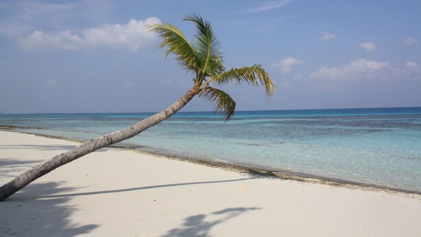 A beach with a leaning palm tree, clear blue sky, and turquoise water. - Boutique Beach (Dhigurah)