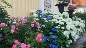 Un edificio amarillo con una puerta, una ventana y una maceta con flores.