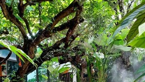 A hot spring area with a wooden bridge over water, surrounded by lush greenery and trees. - Floraville Phuket Resort (Chalong)