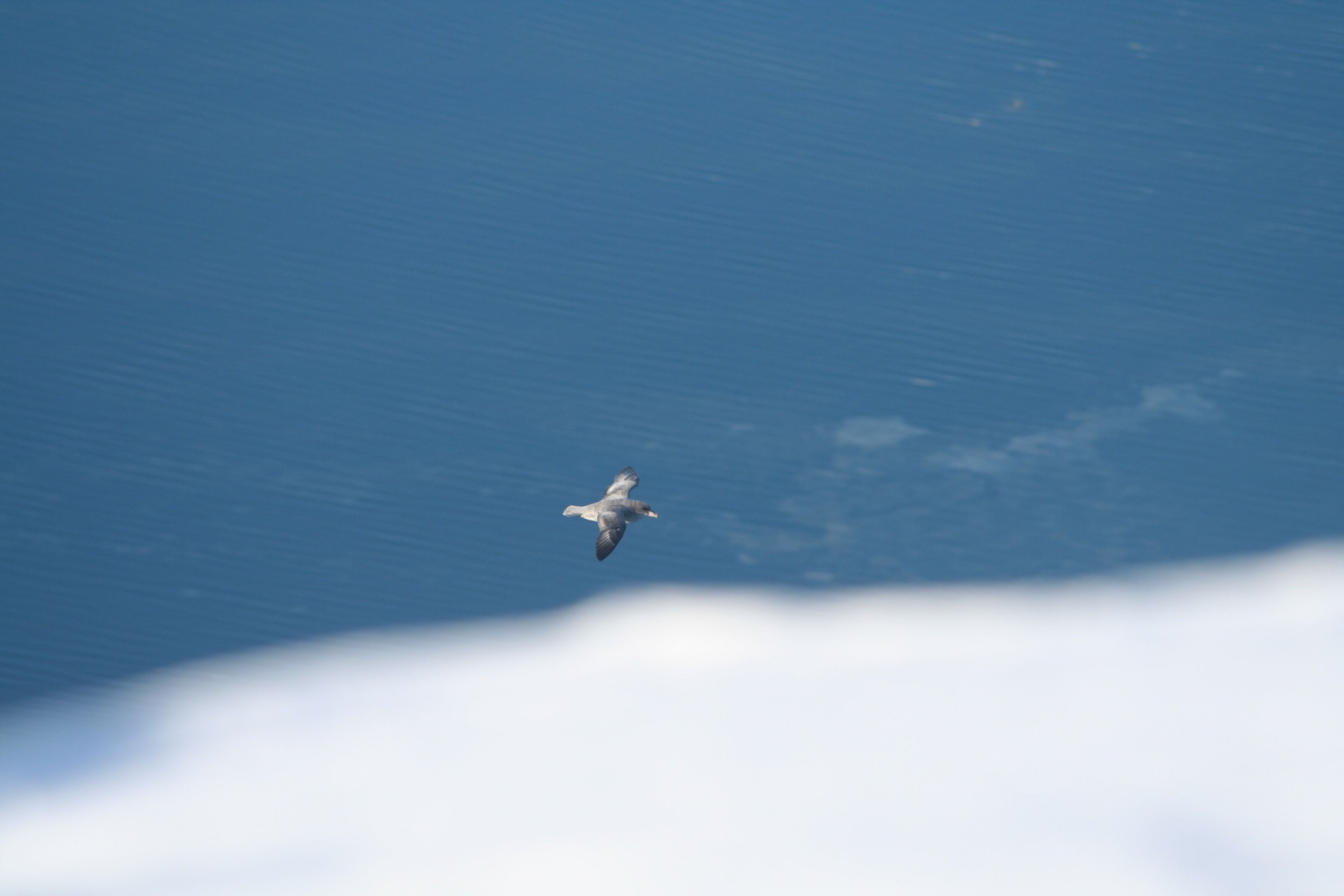 A bird flying over a body of water.