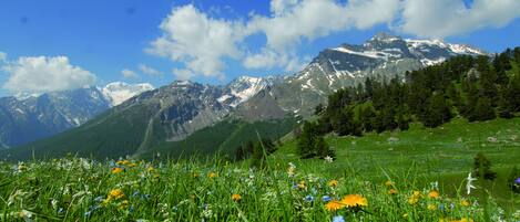 Un paisaje montañoso con un campo de flores silvestres en primer plano y picos nevados al fondo.