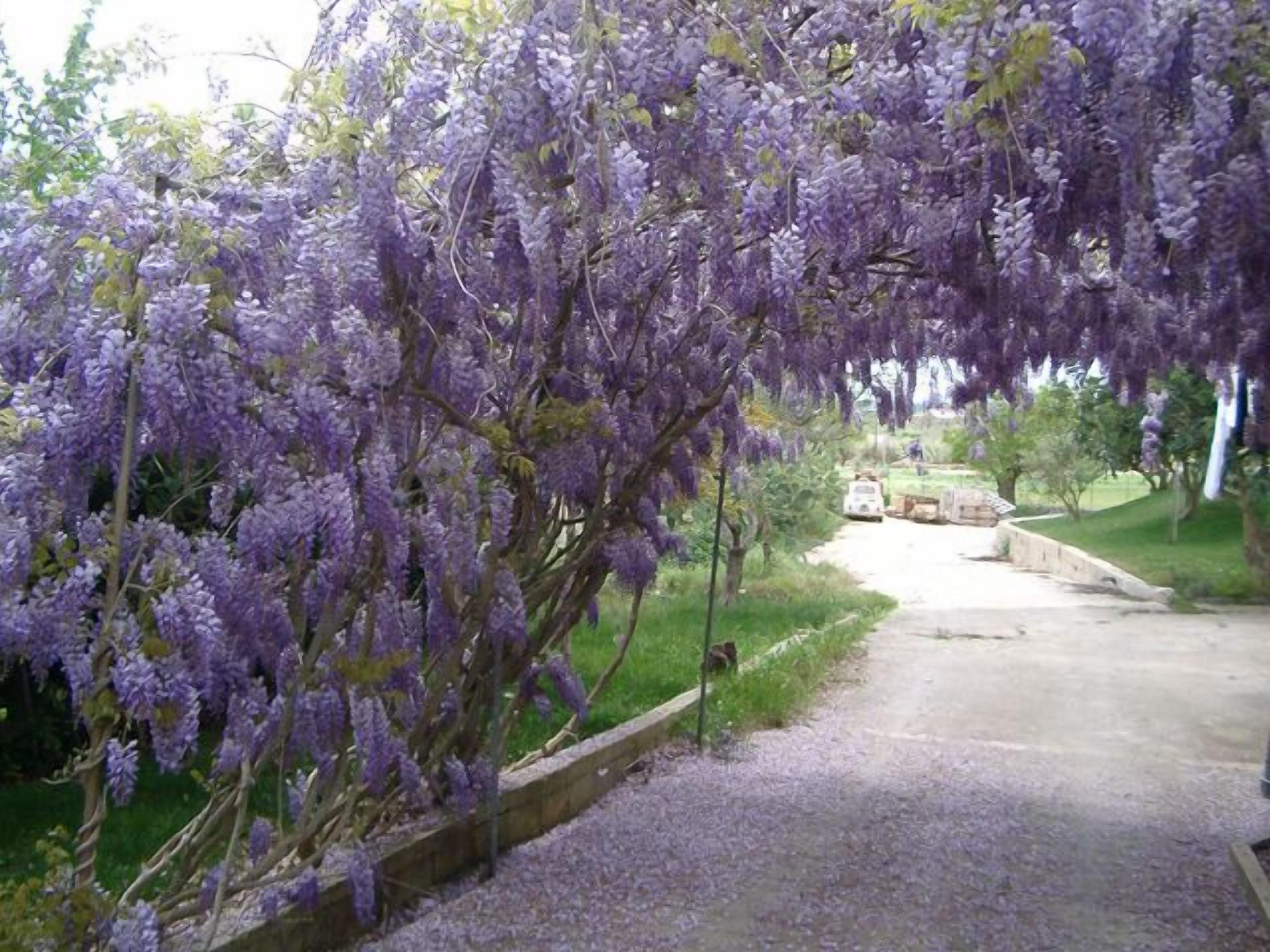 A pathway lined with purple wisteria vines, leading to a stone structure.