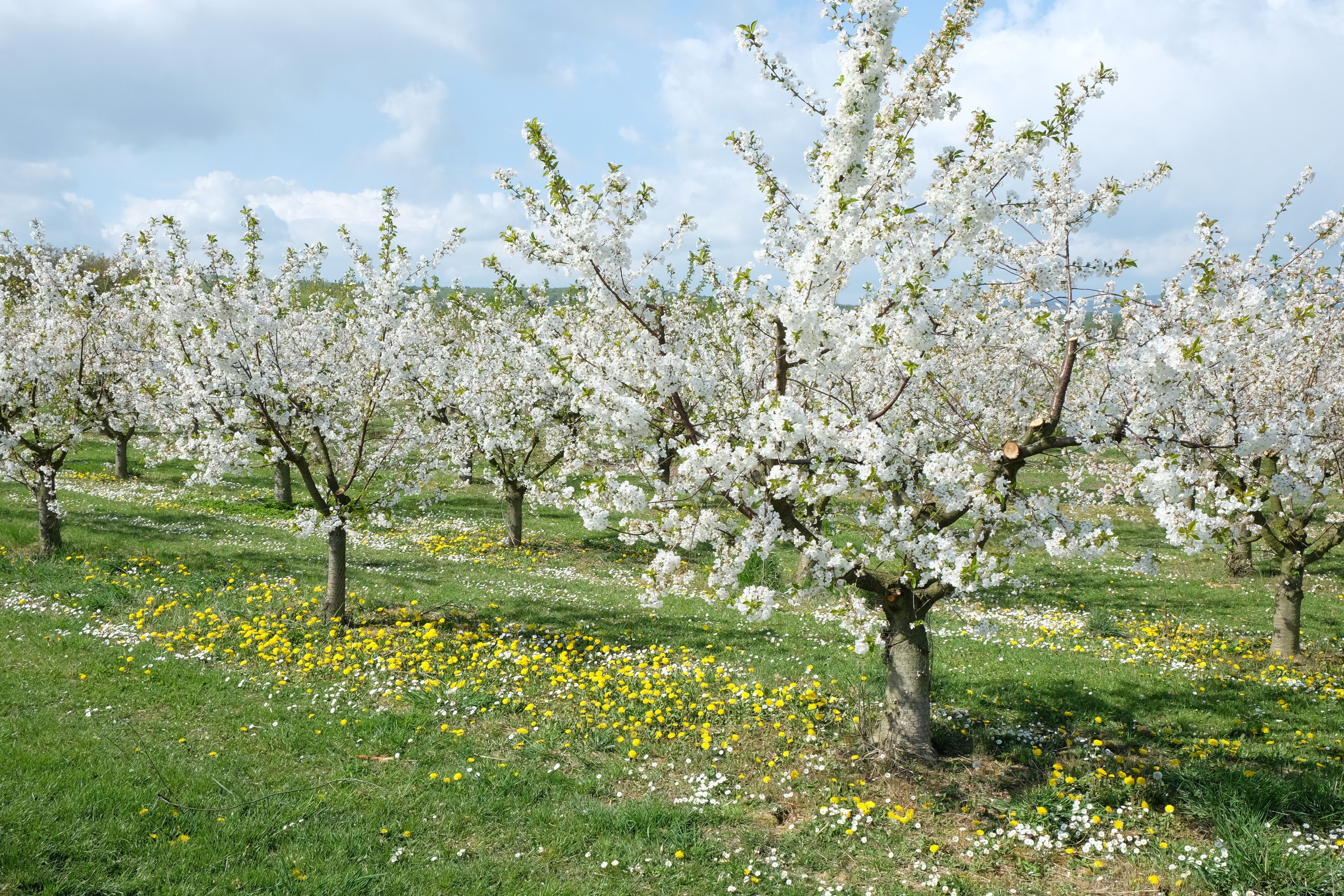 Eine Reihe von Bäumen mit weißen Blüten in einer Wiese.