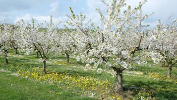 Eine Reihe von Bäumen mit weißen Blüten in einer Wiese.