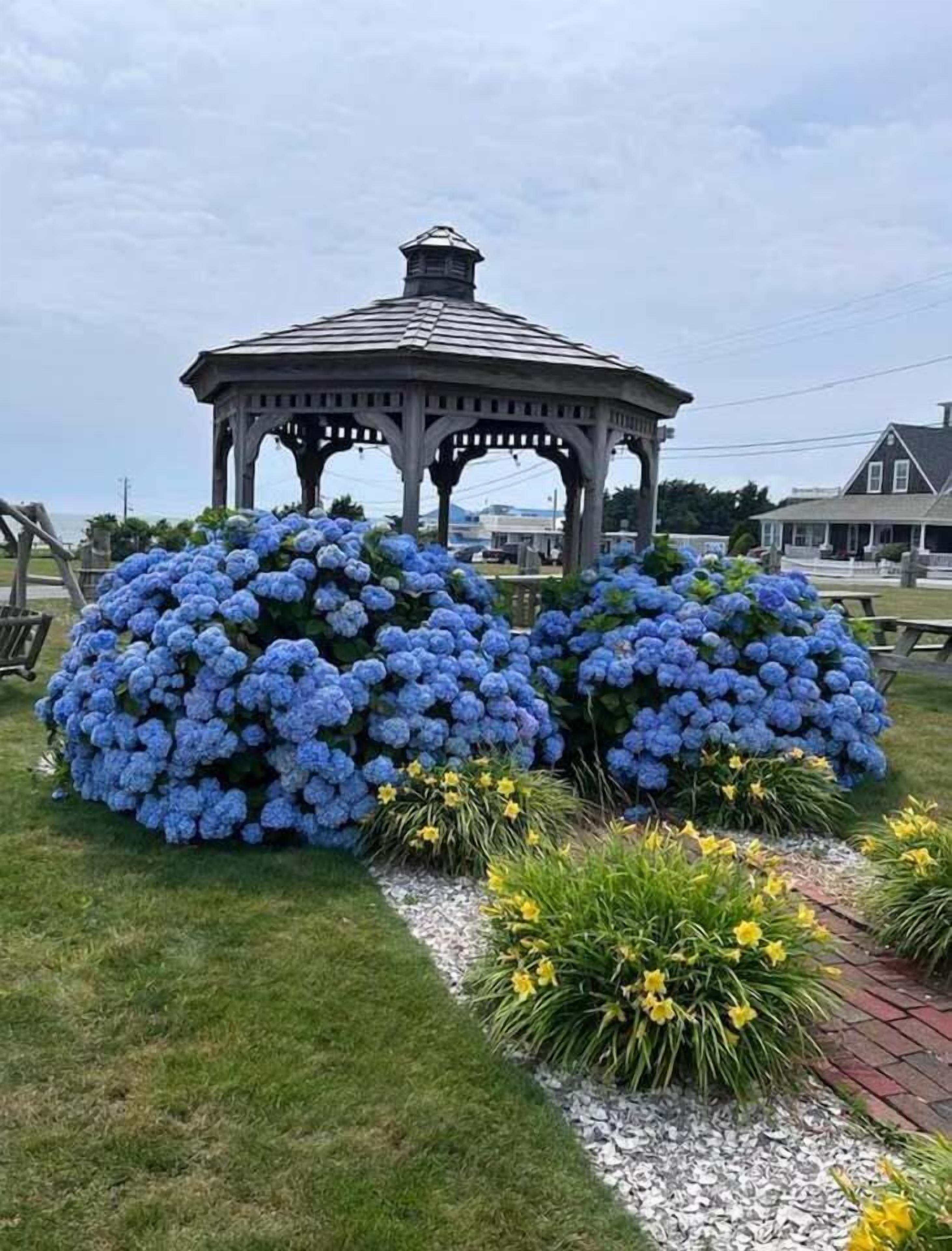Un jardín con un pabellón de techo simétrico y una linterna central, rodeado de grandes arbustos de hortensias azules y flores amarillas.