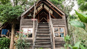 Eine rustikale Holzhütte mit einer Treppe, die zu einem Eingang mit Fenstern führt, umgeben von üppigem Grün.
