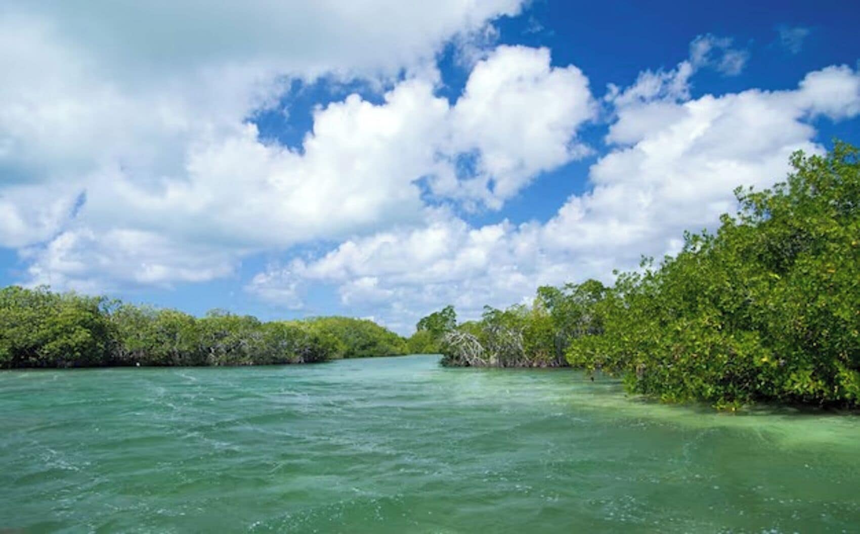 Un paysage côtier caractérisé par une végétation dense de mangroves et des eaux turquoise cristallines.