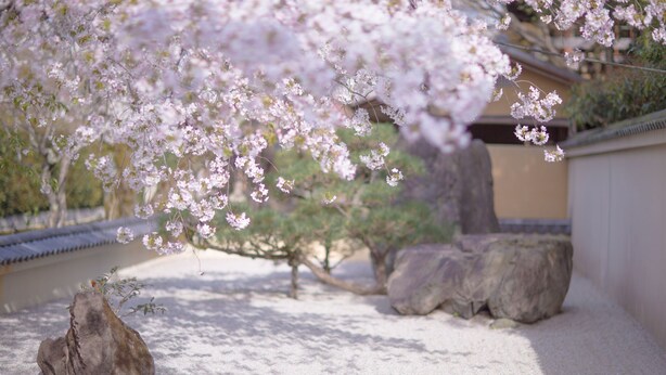 Ein traditioneller japanischer Garten mit einer Kirschblütenpflanze, Steinen und einem mit Fliesen belegten Weg.