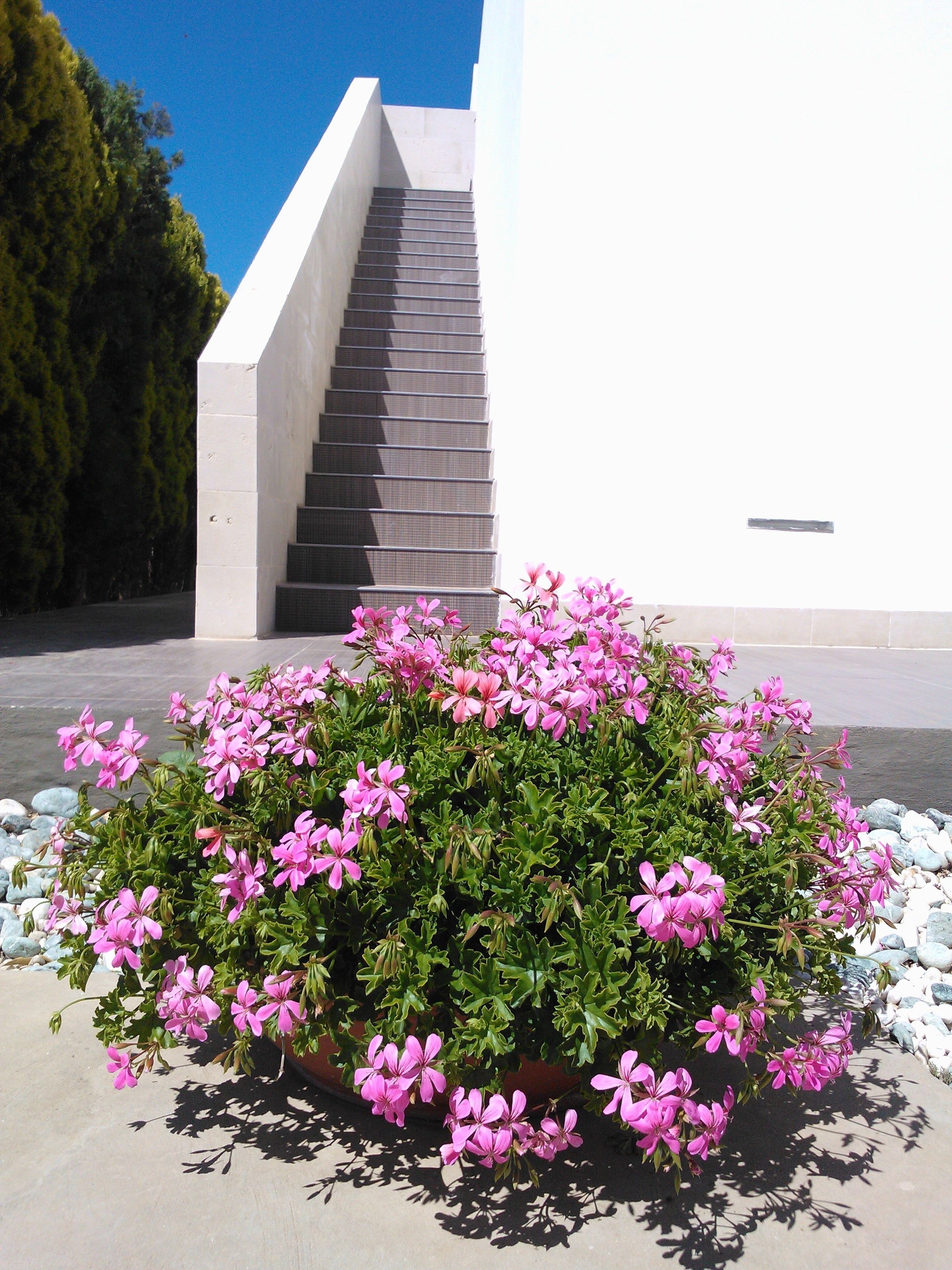 A modern building with a concrete staircase and a flower bed with pink flowers.