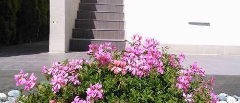 A modern building with a concrete staircase and a flower bed with pink flowers.