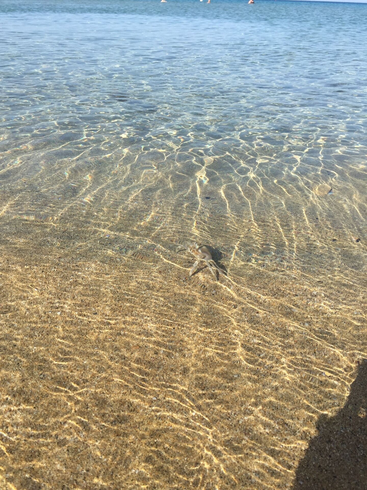 A sandy beach with clear shallow water and a crab visible in the sand.