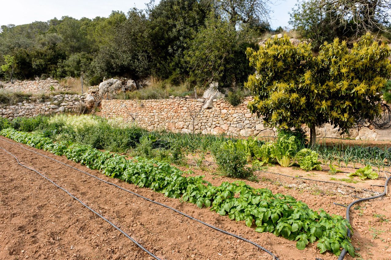 Foto - Valley Club Ibiza - Boutique Agroturismo