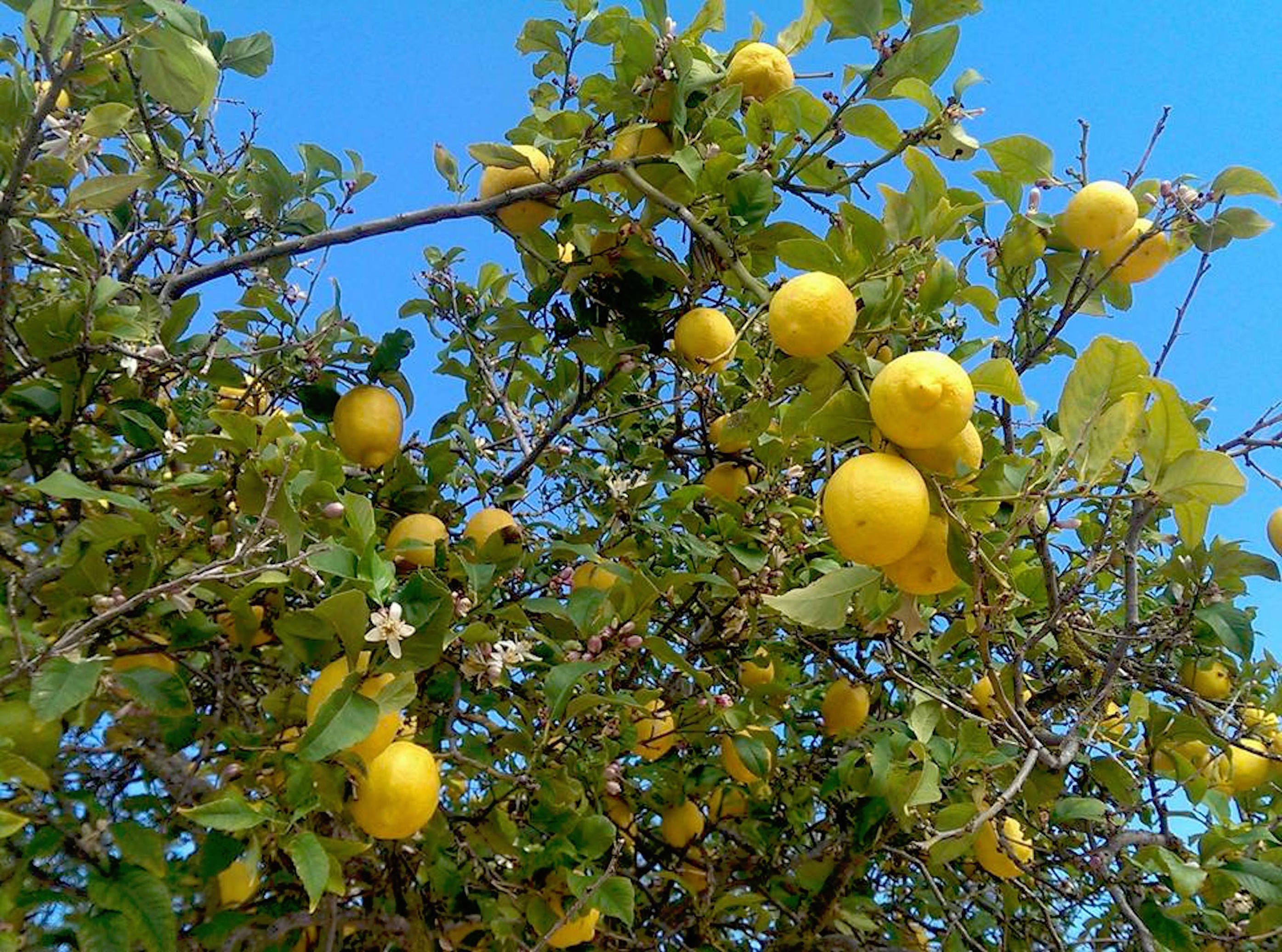 Foto - Valley Club Ibiza - Boutique Agroturismo